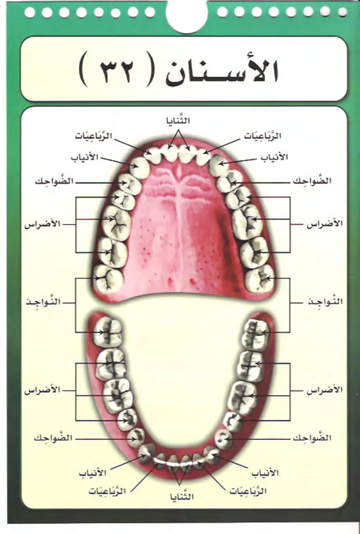 مخارج الحروف العربية The articulation points of the Arabic letters preview 2