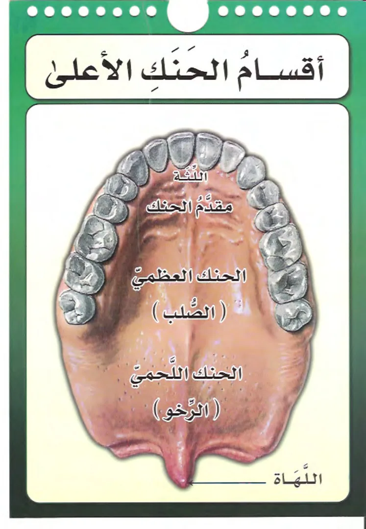 مخارج الحروف العربية The articulation points of the Arabic letters preview 4